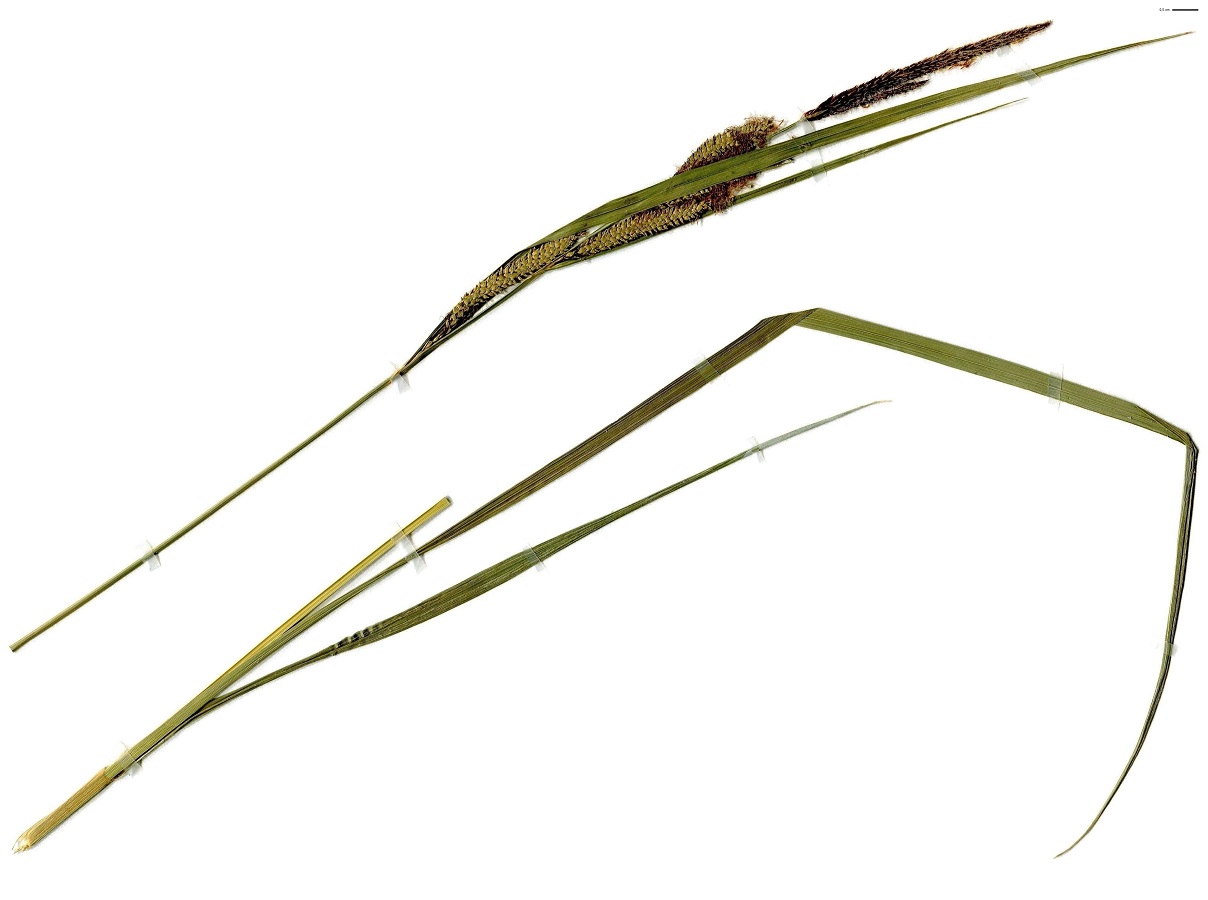 Carex acuta (Cyperaceae)